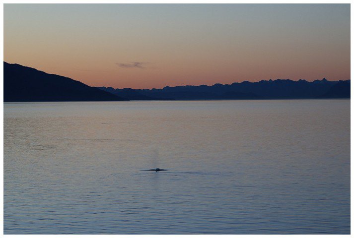 ..and even an obliging whale which posed in the setting sun.