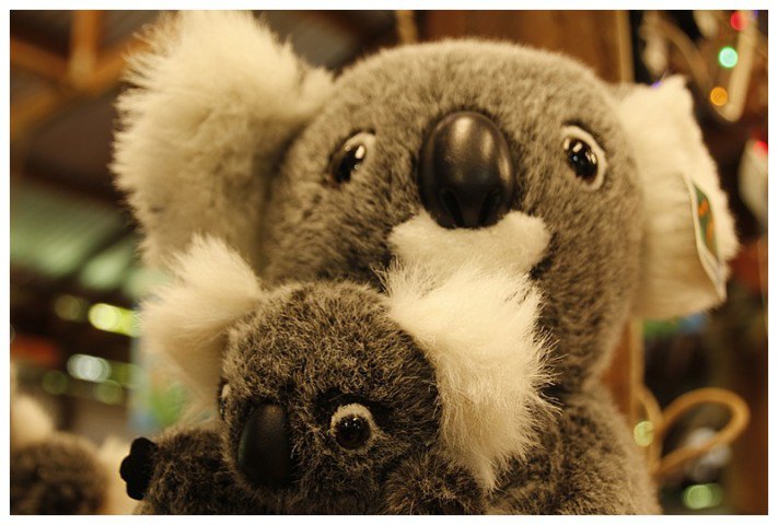 The nearest I got to to a Koala, in the market stall