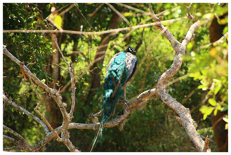 While a peacock rests in a tree