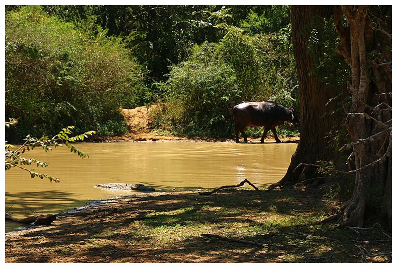 A buffalo and Croc share a watering hole