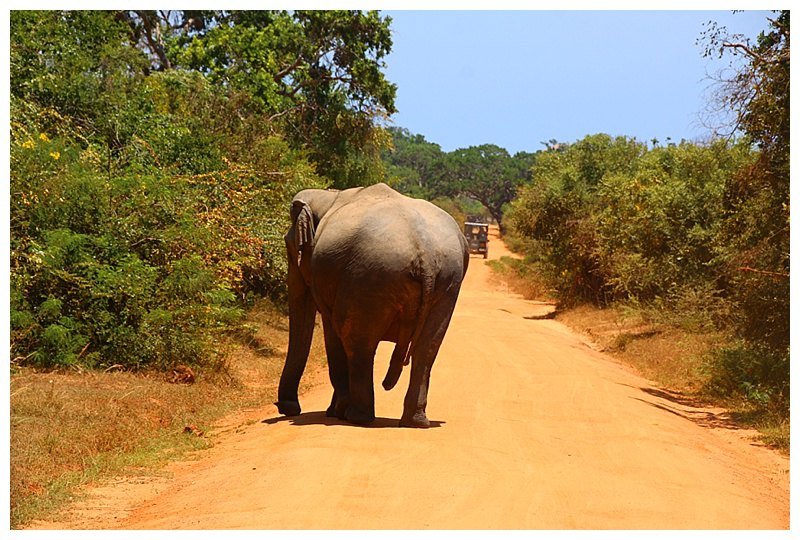 Sometimes one catches a break, an elephant strolls out of the thorn bushes, right in fron to us