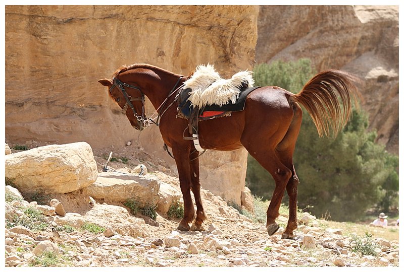 Some beautiful Arabian horses 