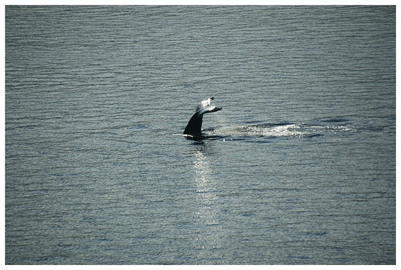 My first 'whale tail' photo of 2016
