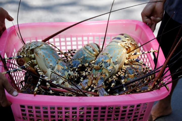 A laundry basket full of fresh-caught lobster. They are 'live' and this is their natural colour.