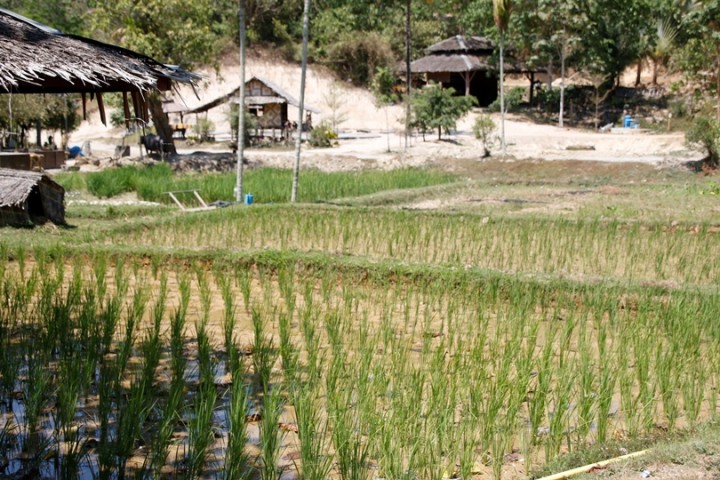 Rice paddy 