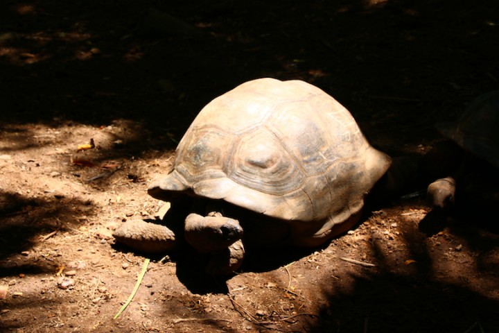 There were several, (very large) tortoises