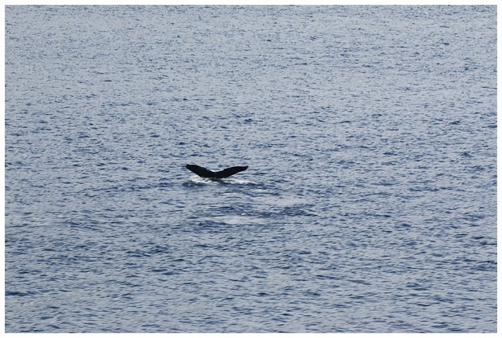 Whale tail, Chatham Straits