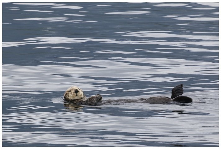 A cuddly Sea otter