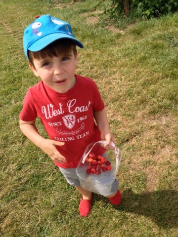 Olly picking raspberries; two for me, one for the container.........