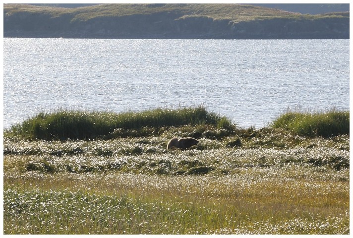 A Kodiak bear grazing.
