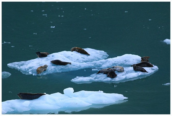 Harbour seals on the ice floes.