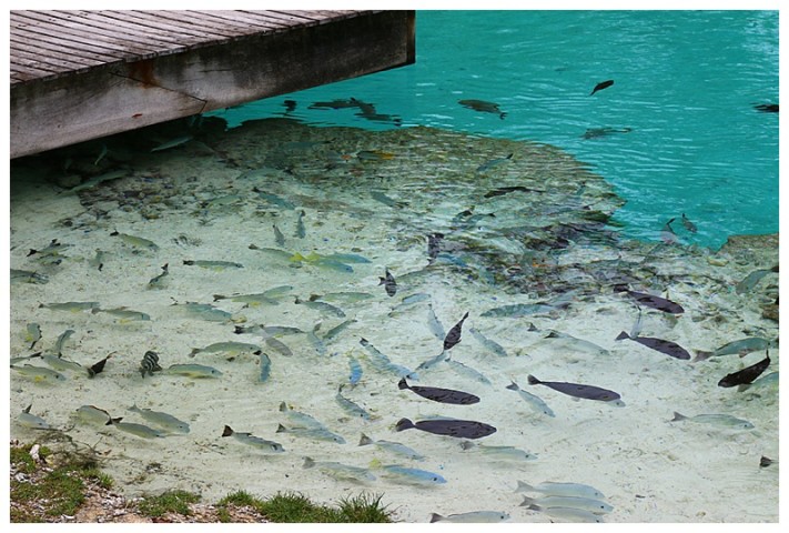 Fish galore in the lagoon