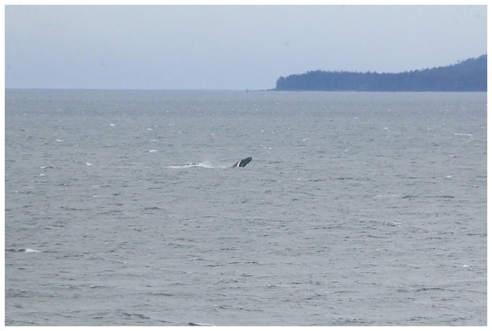 We passed numerous Humpback whales and, for some reason, many of them were breaching.