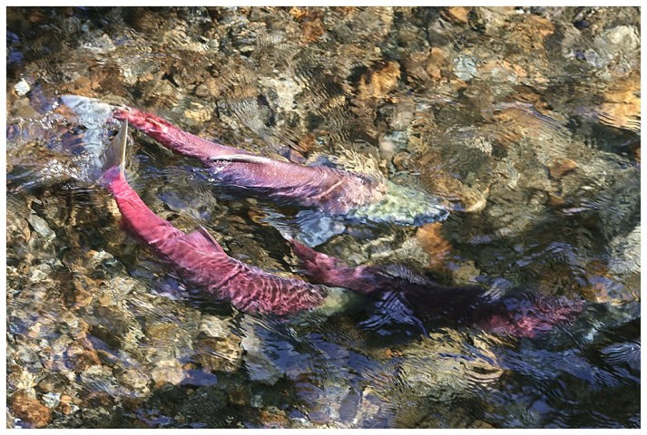 Spawning Sockeye salmon in a nearby stream