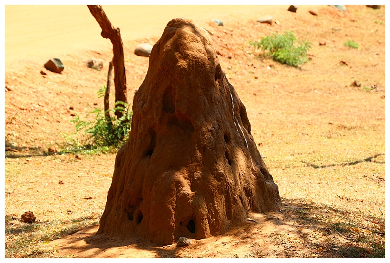 Nearby the ticket centre, a mound. I asked the guide if it's an anthill, "oh no, cobra live in those" aaagh I move away from it fast!