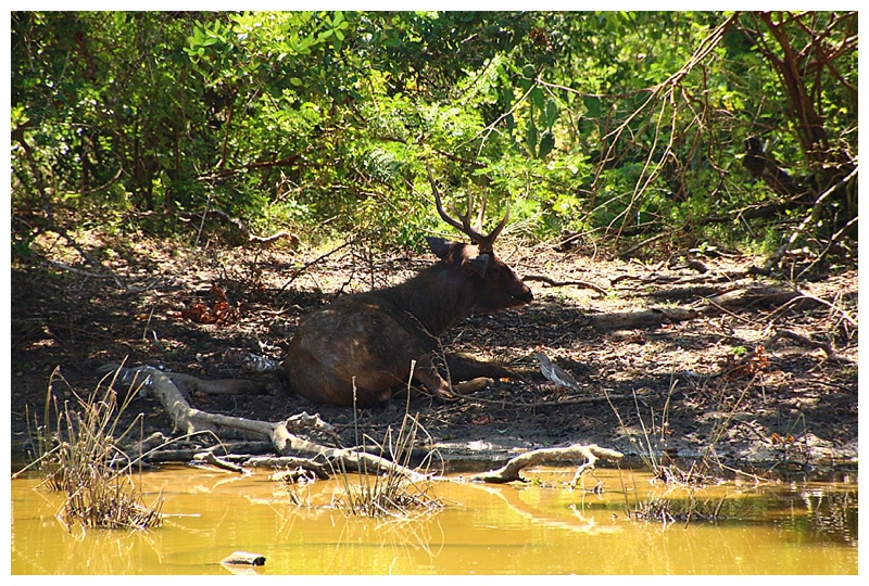 A stag rests in the shade