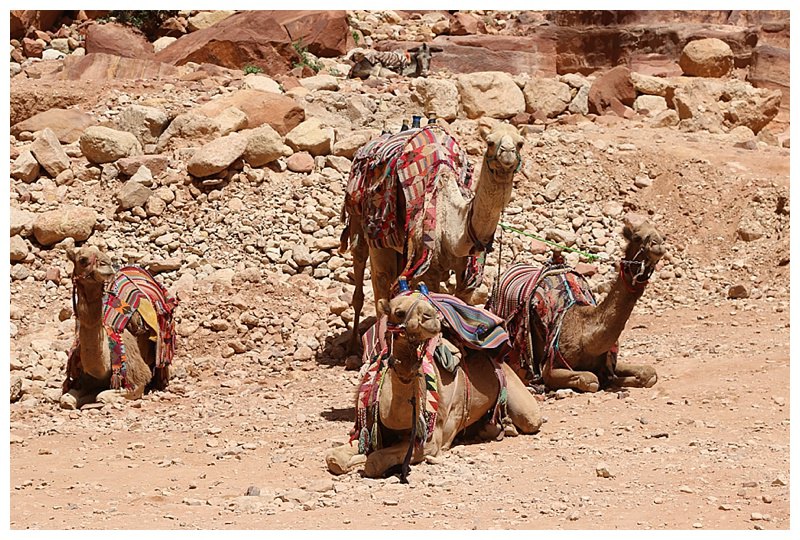 Camel rides as well as mules are available