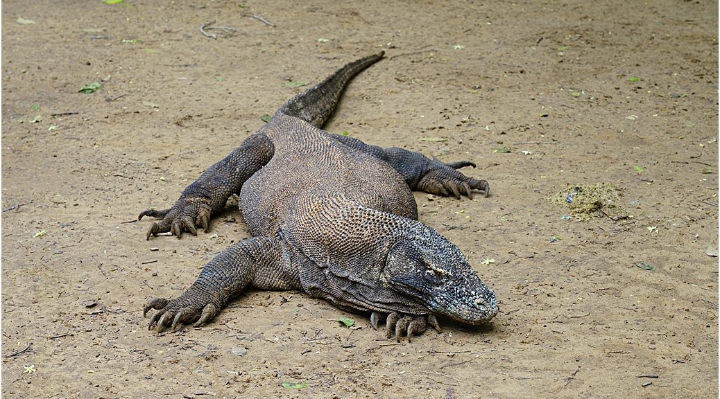 Slawi Bay, island of Komodo, Indonesia | Captain, who's driving?